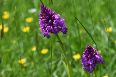Orchis pyramidal
