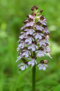 Orchis pourpre