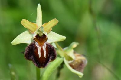 Ophrys araignée