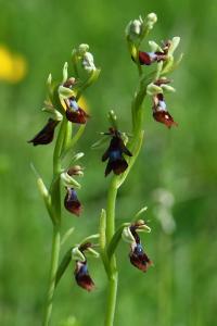 Ophrys mouche