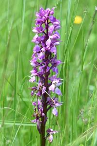 Orchis mâle