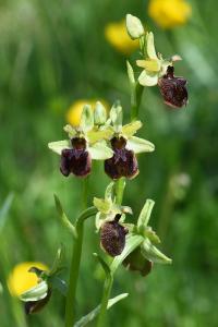 Ophrys araignée