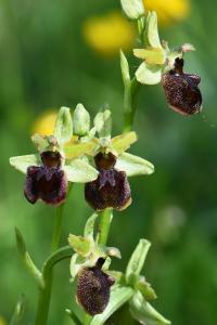 Ophrys araignée