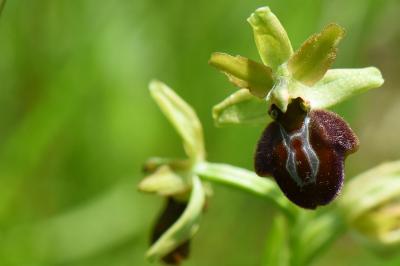 Ophrys araignée
