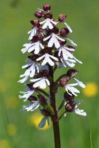 Orchis pourpre