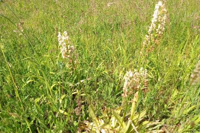 Orchis pourpre