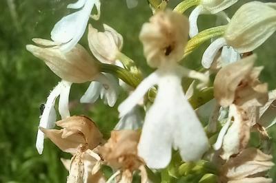 Orchis pourpre