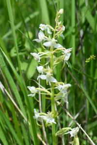 Orchis verdâtre