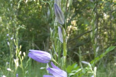 Campanule raiponce