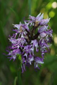 Orchis singe