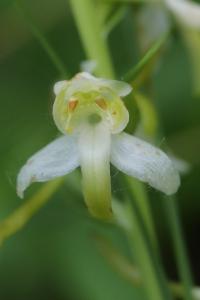 Orchis verdâtre