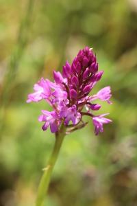 Orchis pyramidal
