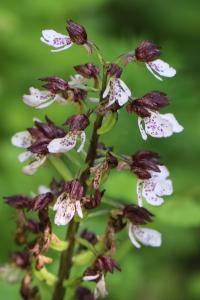 Orchis pourpre