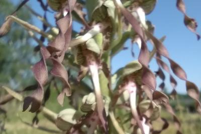 Orchis bouc