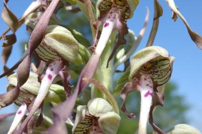 Orchis bouc