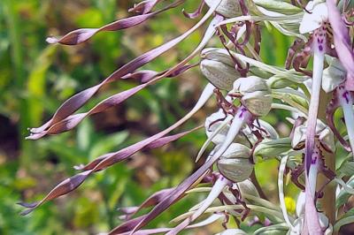 Orchis bouc