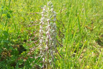 Orchis bouc