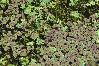 Azolla fausse-fougère
