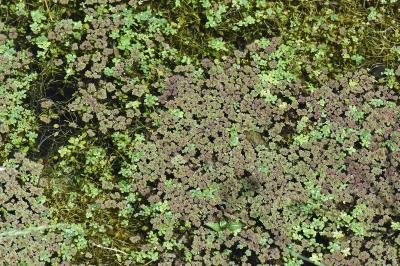 Azolla fausse-fougère