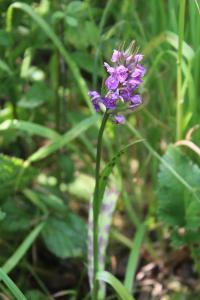 Orchis négligé