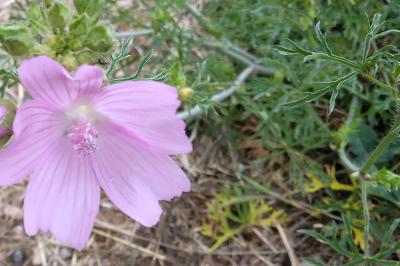 Mauve musquée