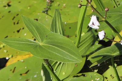 Sagittaire à feuilles en cœur