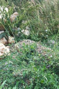 Herbe aux chantres