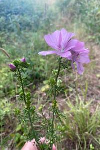 Mauve alcée