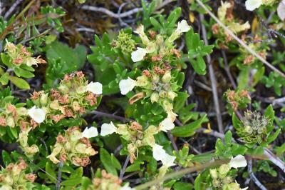Teucrium montanum