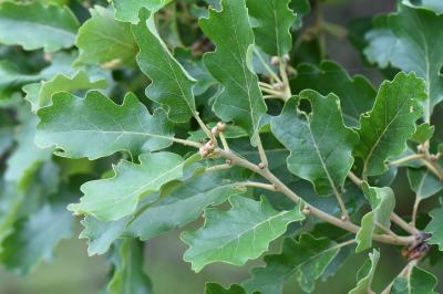Quercus pubescens
