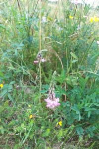 Sainfoin