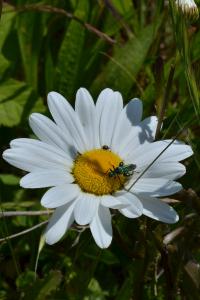 Marguerite commune