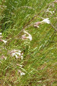 Compagnon blanc