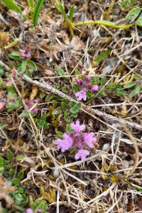 <i>Thymus praecox</i>