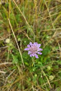 Scabieuse colombaire