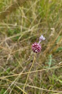 Ail des vignes