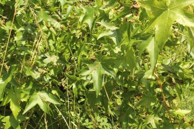 Liquidambar