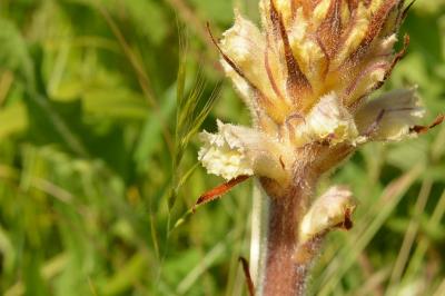 <i>Orobanche</i>
