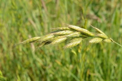 <i>Bromus racemosus/commutatus</i>