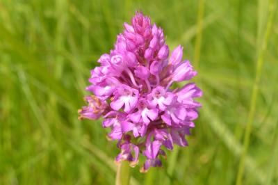 Orchis pyramidal