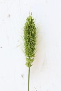 Sétaire verte