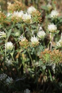 <i>Trifolium alexandrinum</i>