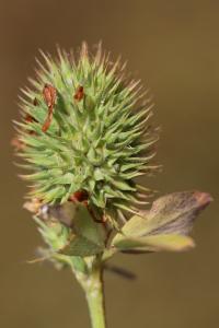 <i>Trifolium alexandrinum</i>