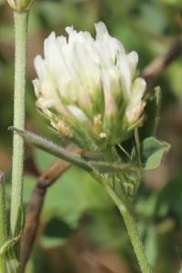 <i>Trifolium alexandrinum</i>