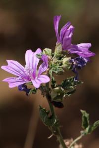 Mauve sauvage