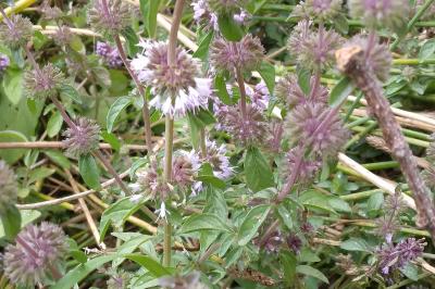 Menthe pouliot
