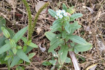 Myosotis des marais