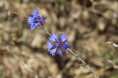 Bleuet