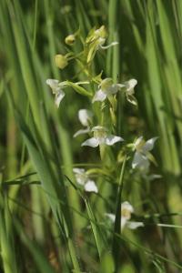 Orchis verdâtre