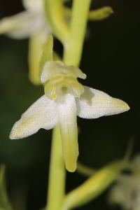 Orchis verdâtre